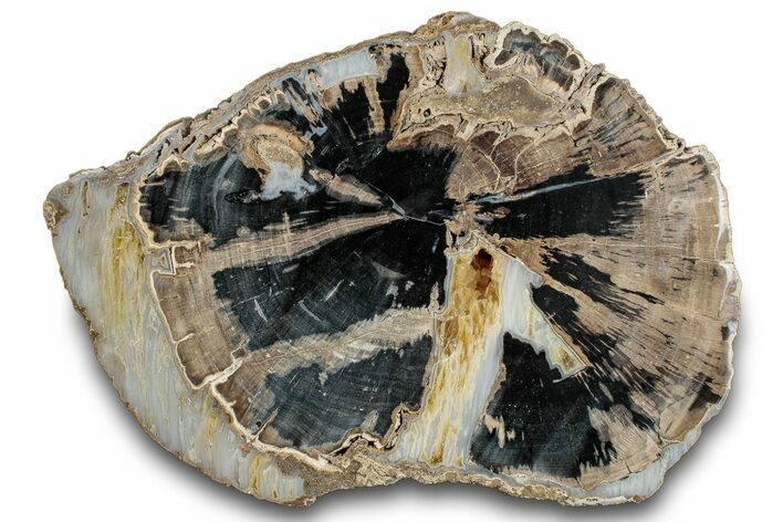 Petrified Wood (Schinoxylon) Section - Blue Forest, Wyoming #284042